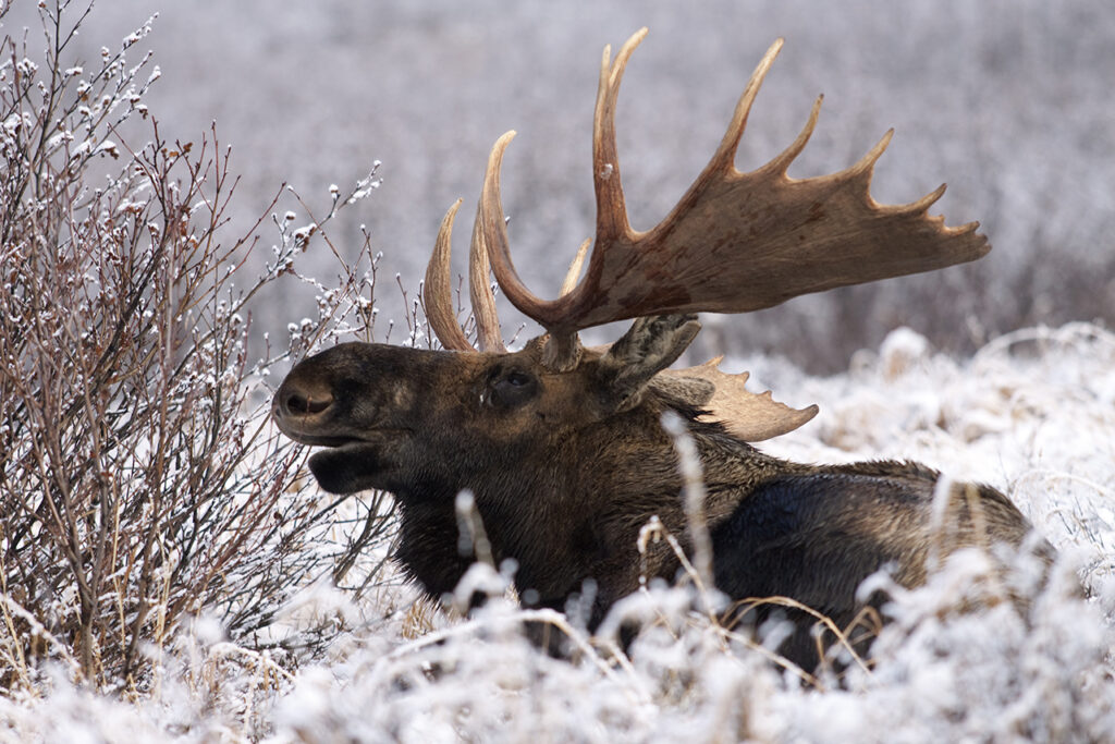 A bull moose calls out a challenge from his bed amidst the season's first snow in Alaska's Chugach State Park.