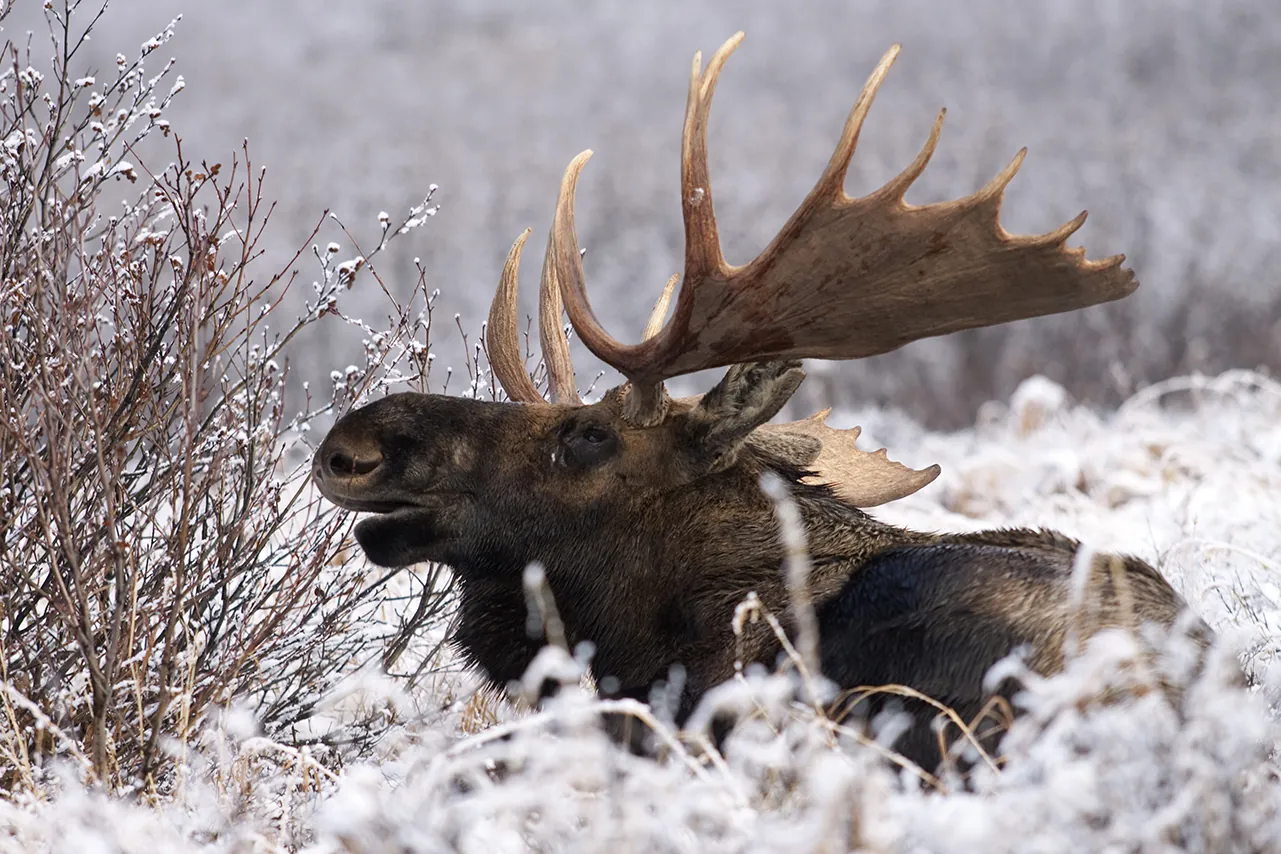 A moose lying in a snowy field