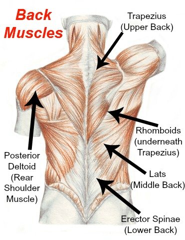 Autumn Focus Exercise: Lower Back Strengthener - Koelbel Rendezvous