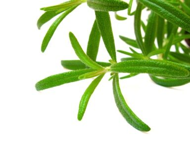 Use Rosemary to Reduce Toxins in Grilled Meats