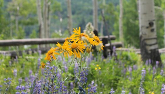 The Rendezvous Trailside Wellness (RTW) Program isn’t only about inspiration: it’s also about results.