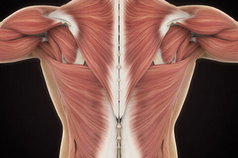 Foam Rollers and Fascia Tissue