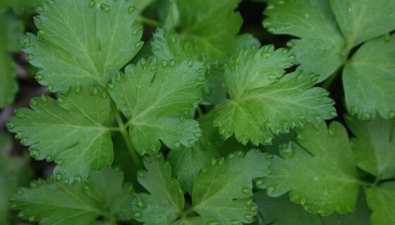 Powerful Parsley – The many benefits of this sturdy winter herb